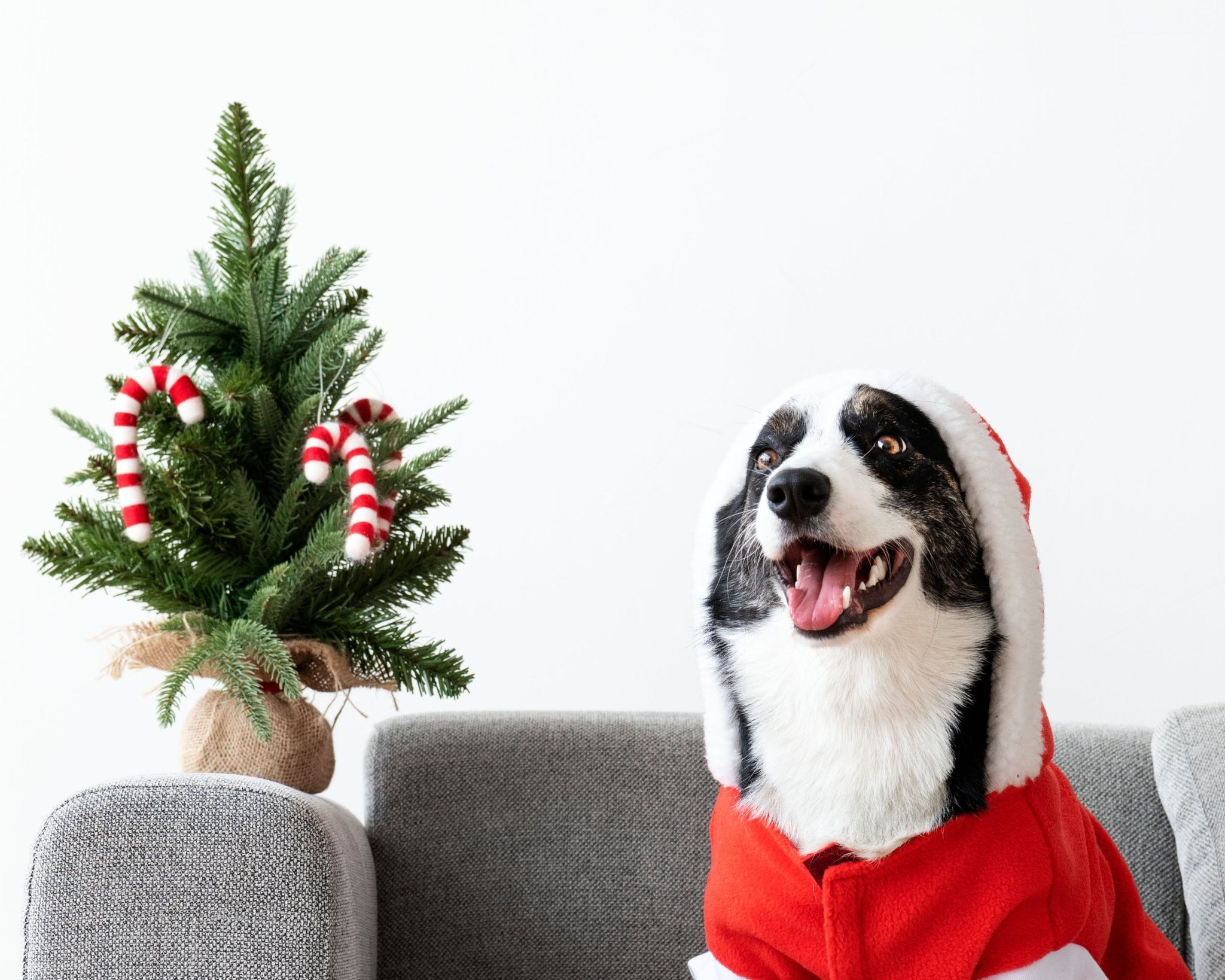 Unleash the Festive Flair: Dressing Your Dog for Christmas Cheer - FURRY MUSE