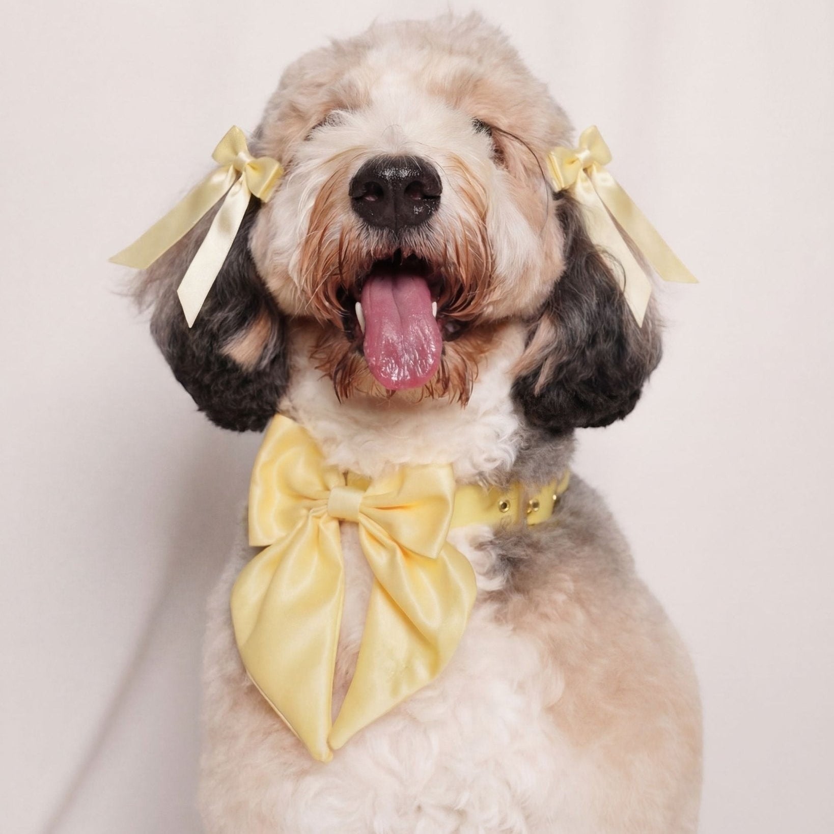 Bows - FURRY MUSE
