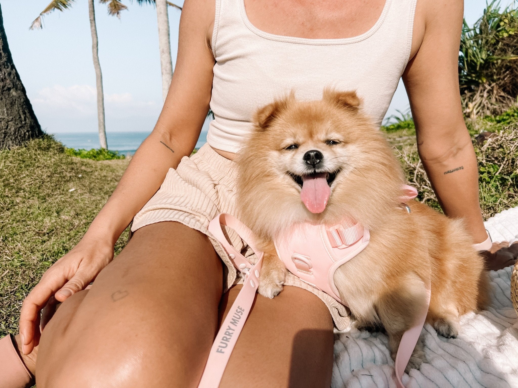 Dog Harnesses & Leashes - FURRY MUSE