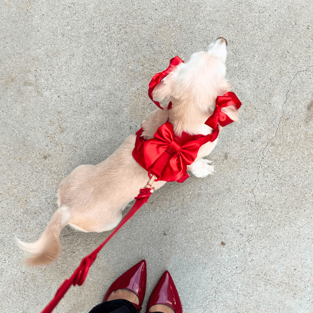 Furry Muse Starter Kit - Cherry - FURRY MUSE Merry - Kit - RD - XS - S