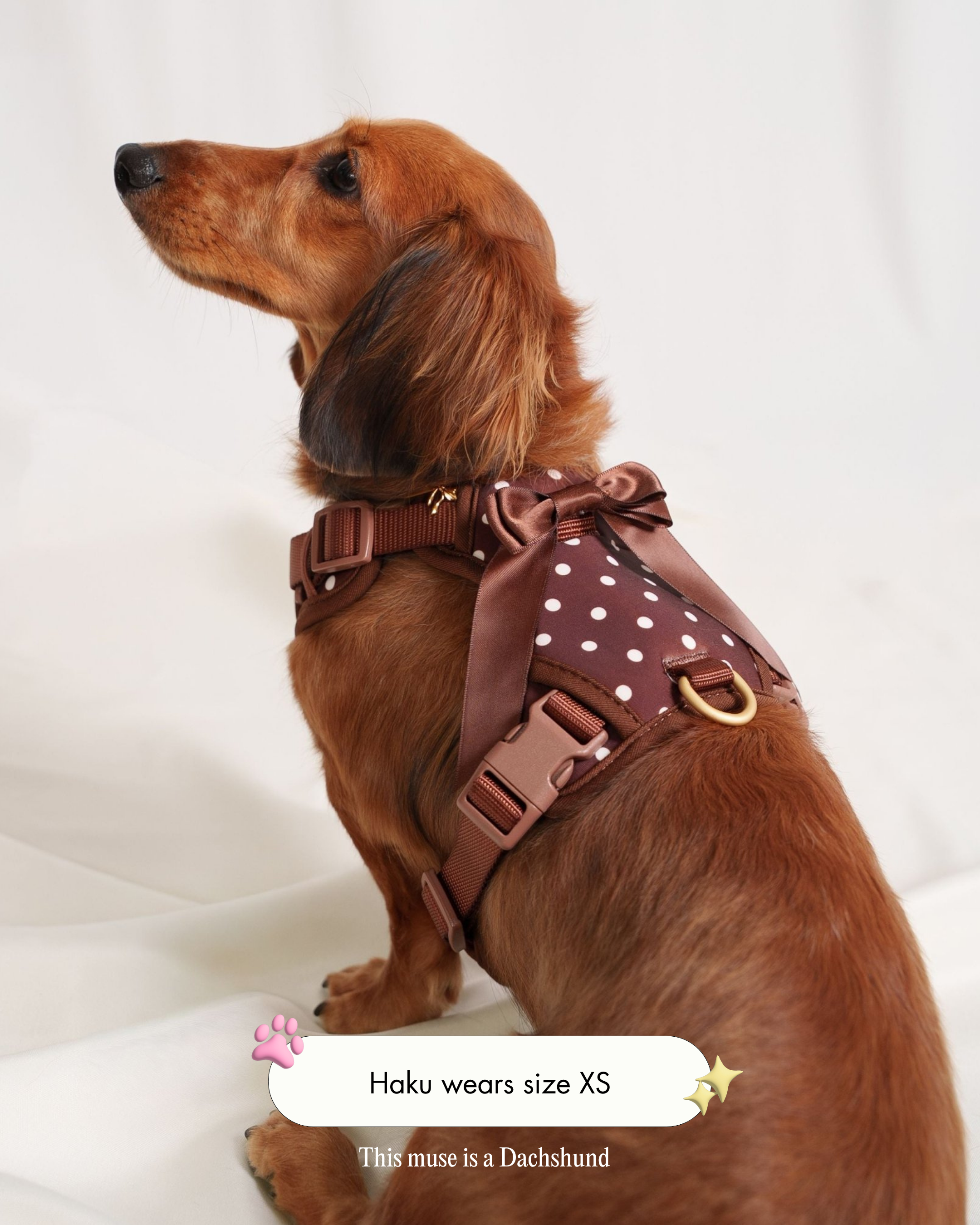 Wander! Bow Harness 2.0 - Cocoa Polka