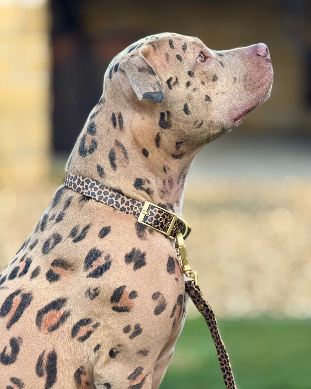 Wander! Waterproof Leopard Collar & Leash Kit