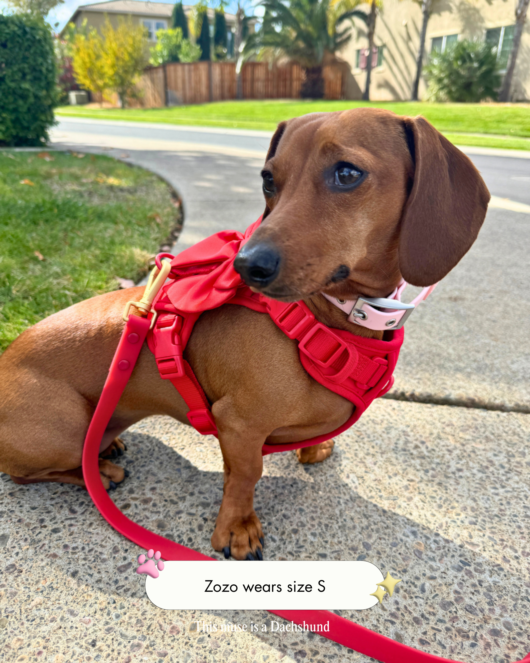 Wander! Collar Kit - Blossom