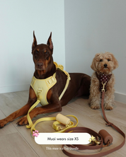 Wander! Bow Harness 2.0 - Cocoa Polka