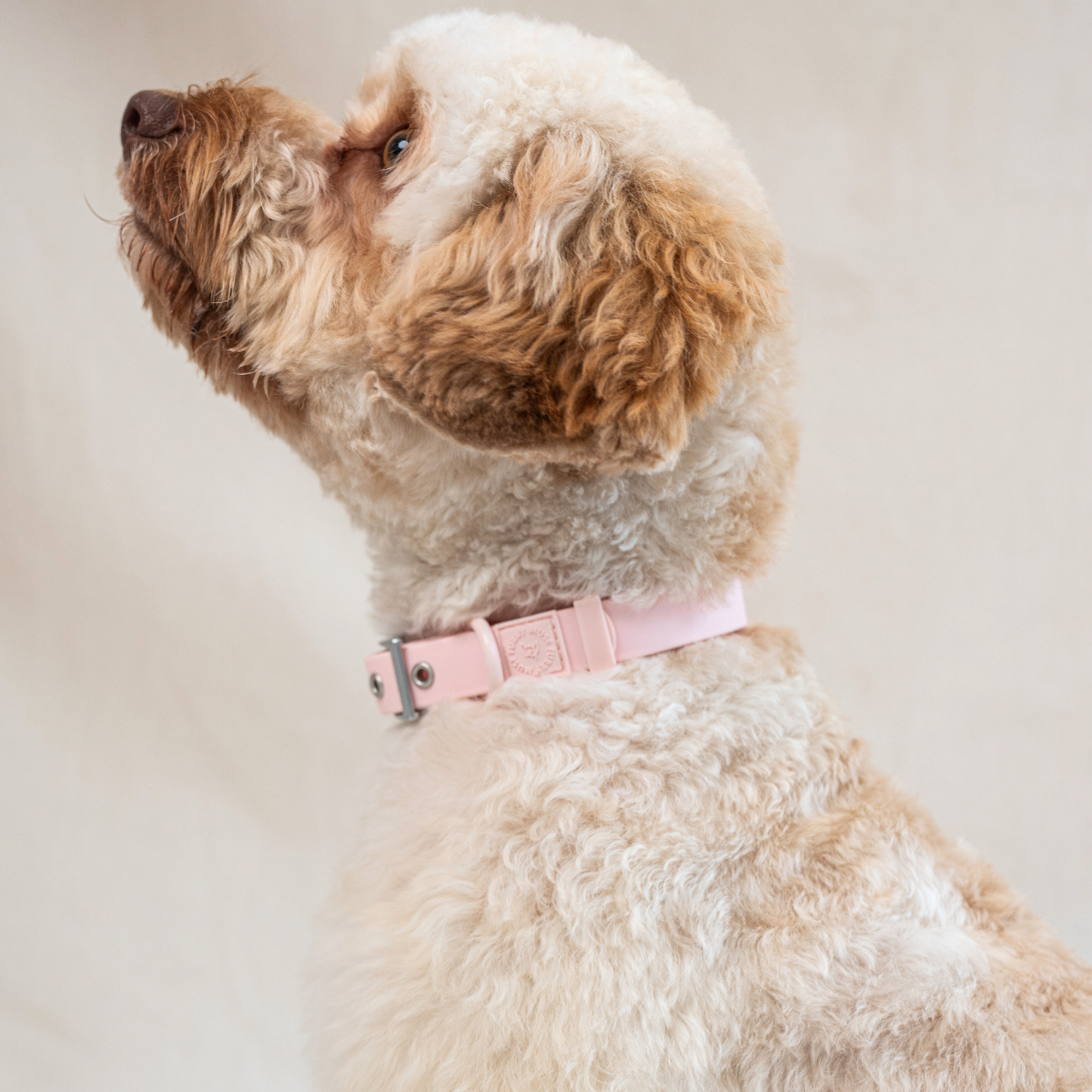 Blossom_collar_1.png
