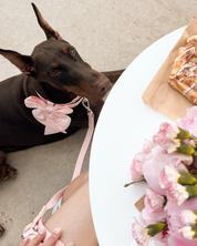 Furry Muse Starter Kit - Blossom