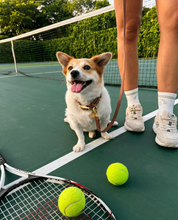 Wander! Collar Kit - Cocoa