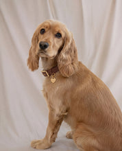 Wander! Collar 2.0 - Cocoa