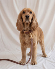 Wander! Collar 2.0 - Cocoa