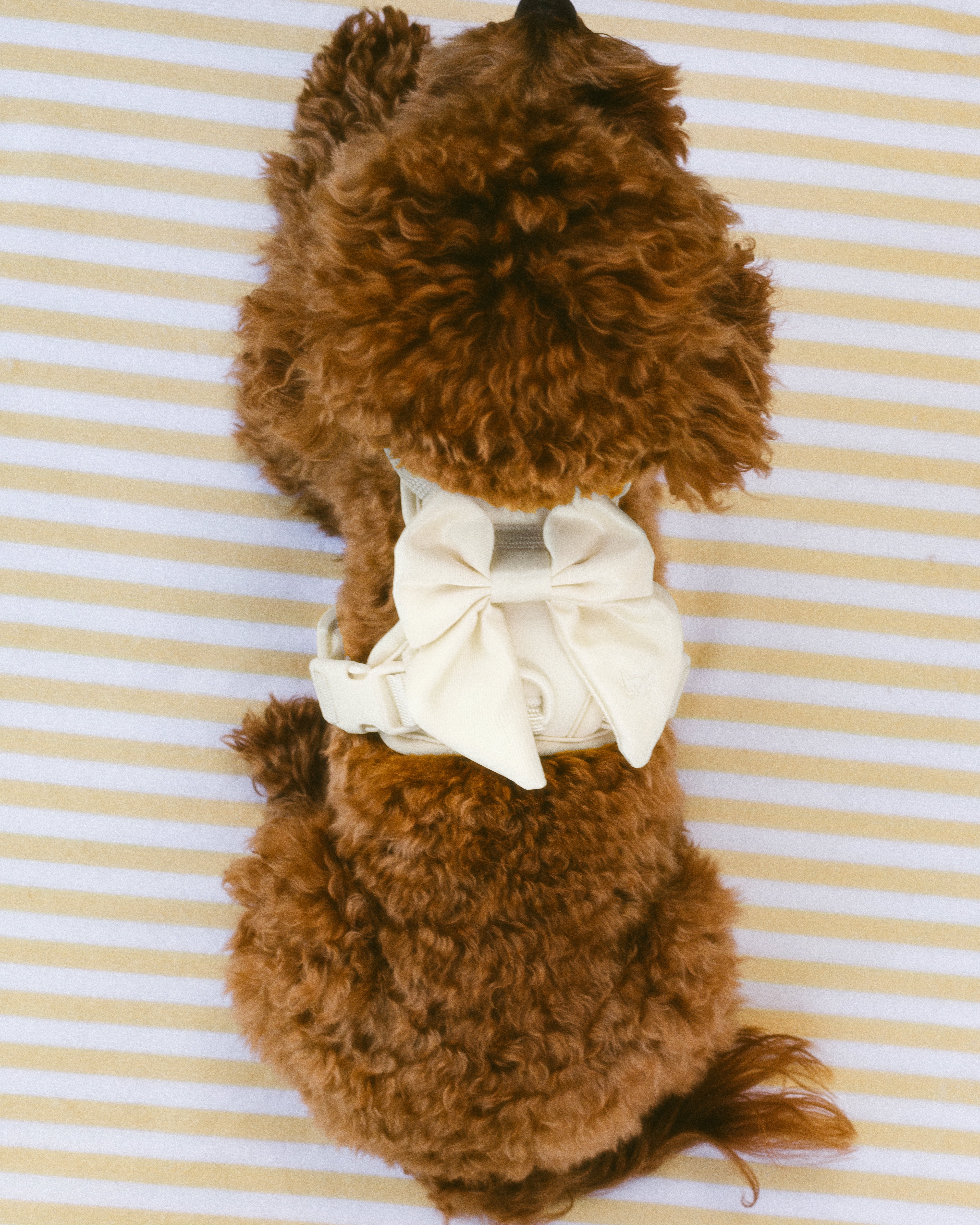 Wander! Bow Harness 2.0 - Pearl