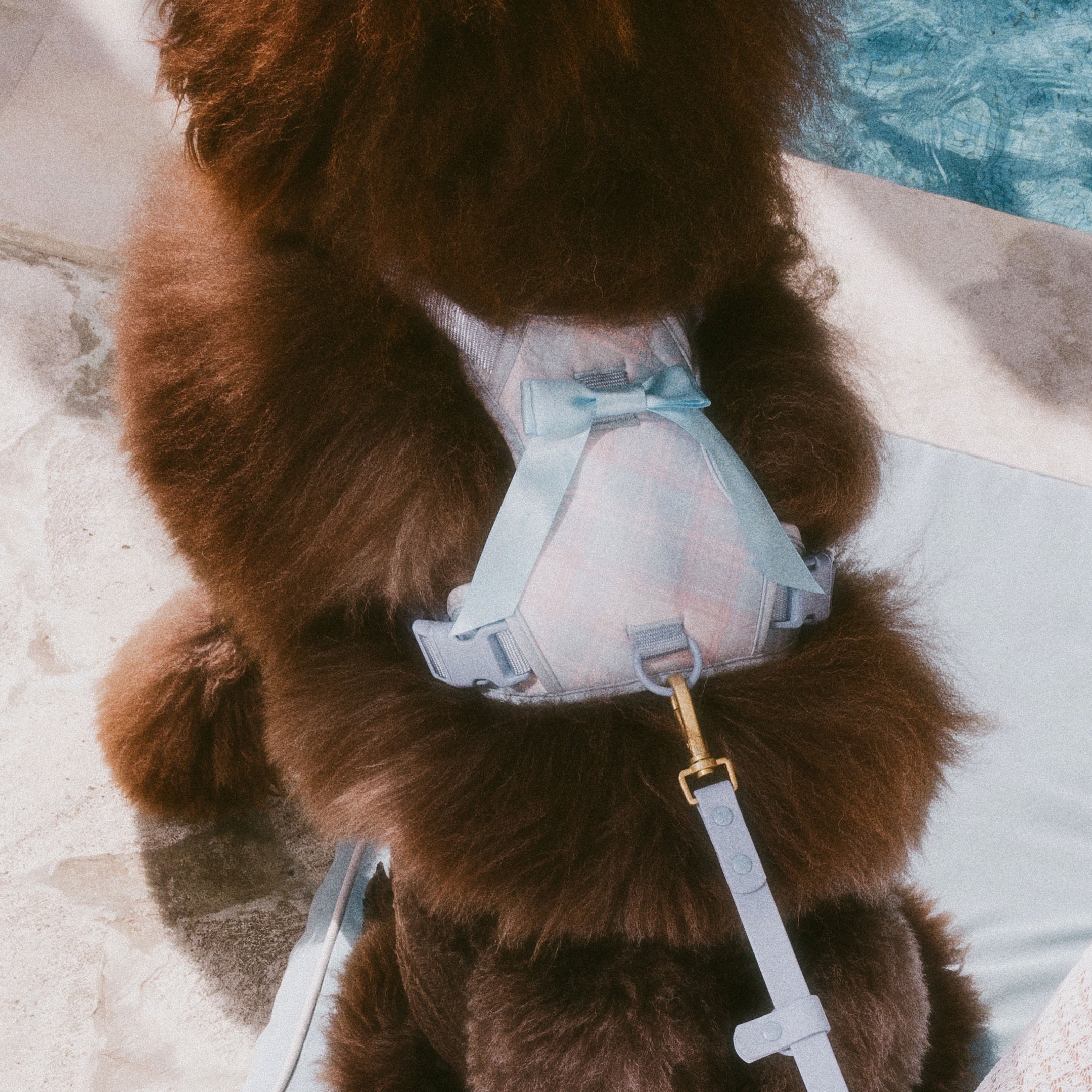 FurryMuse_Menu_Assets_BowHarness.jpg