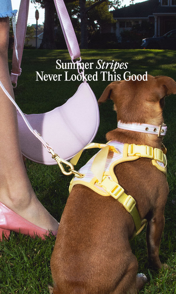 FurryMuse_SummerStripe-MB_9a234f6a-6d8f-472b-a79c-b8903e1f750d.jpg