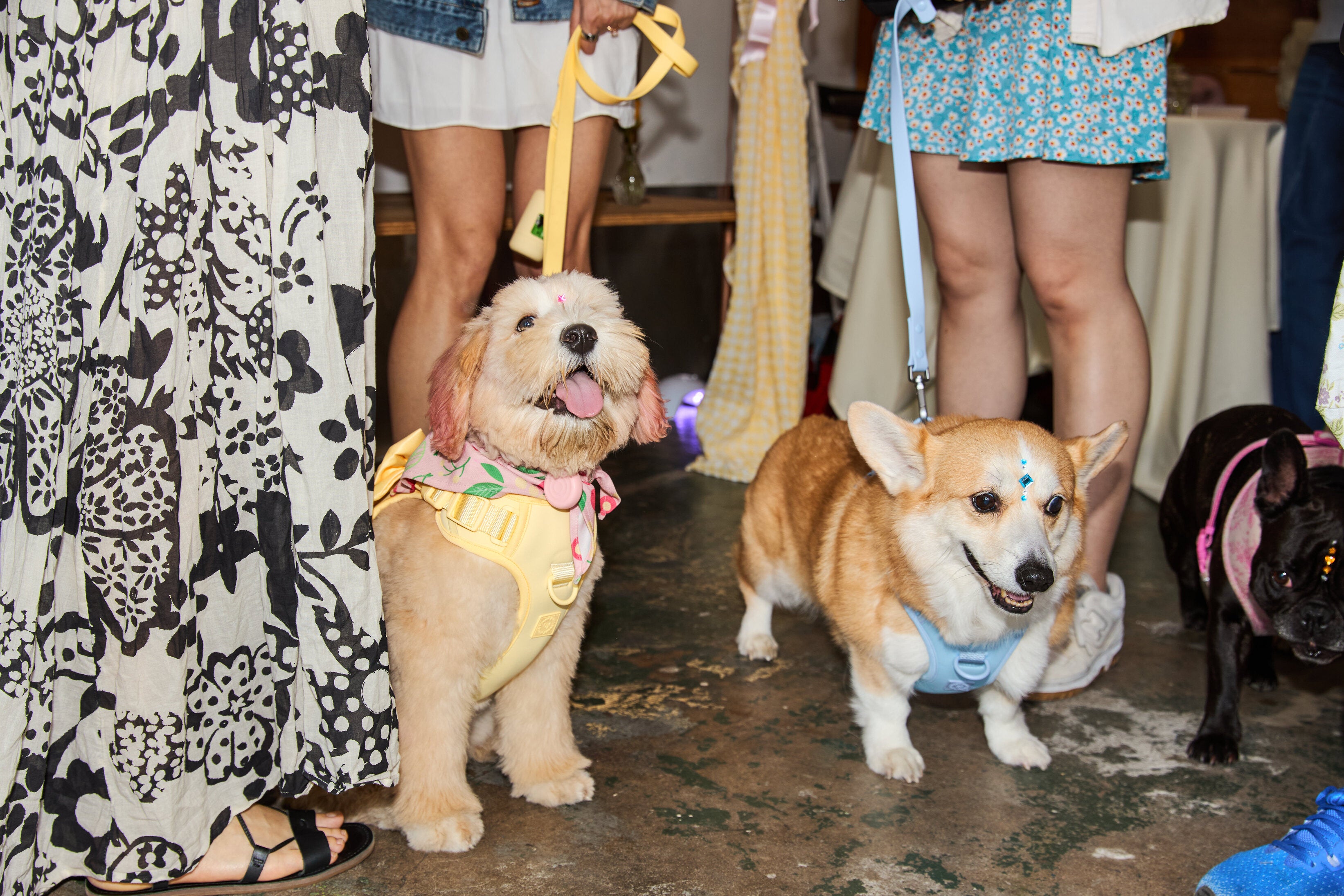 Furry_Muse_X_Mae_Day_Outpost_2026.05.02_594.jpg