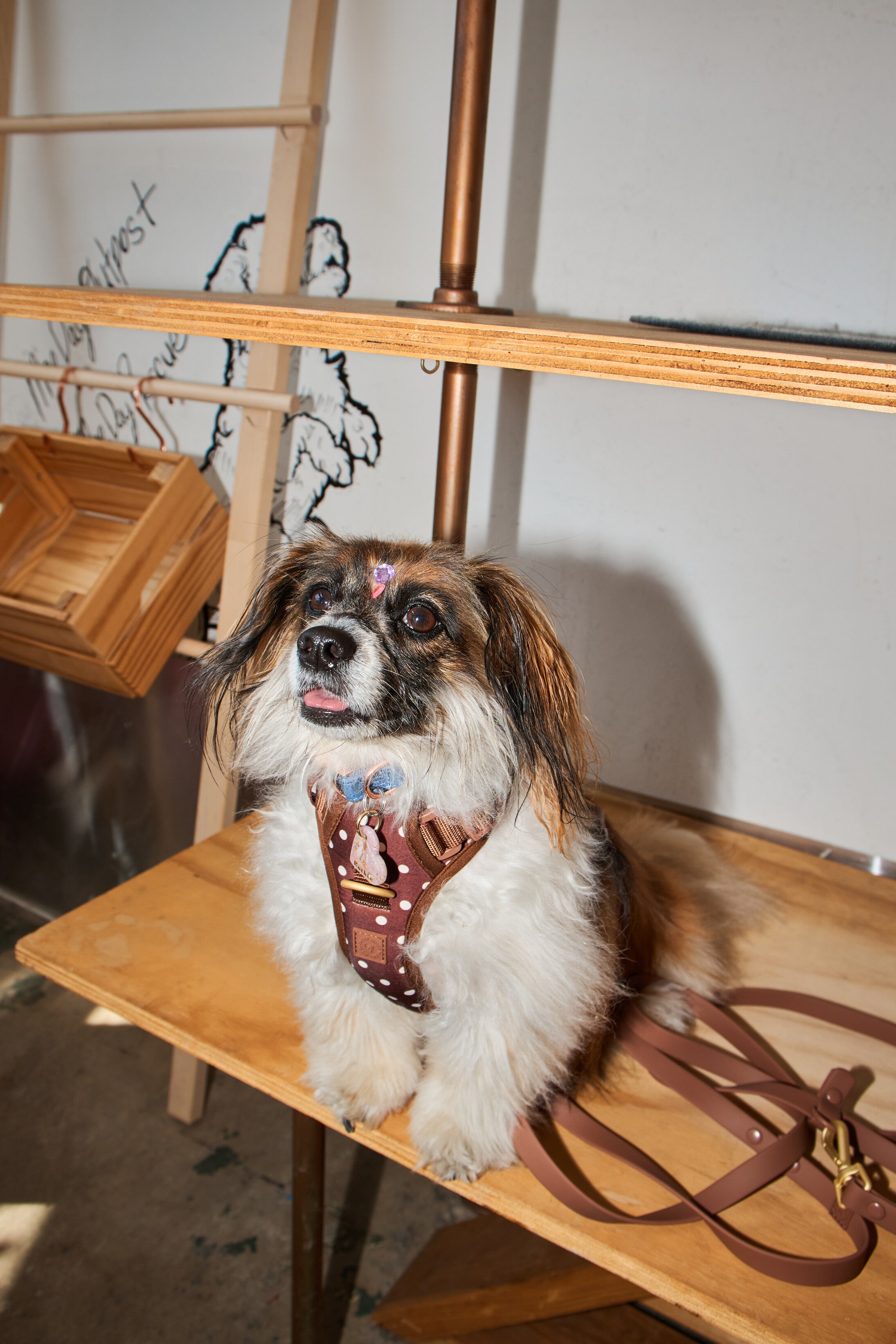 Furry_Muse_X_Mae_Day_Outpost_2026.05.02_995.jpg