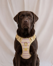 Wander! Bow Harness 2.0 - Lemonade Stripe