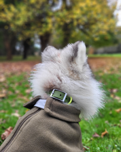 Wander! Waterproof Collar Martini