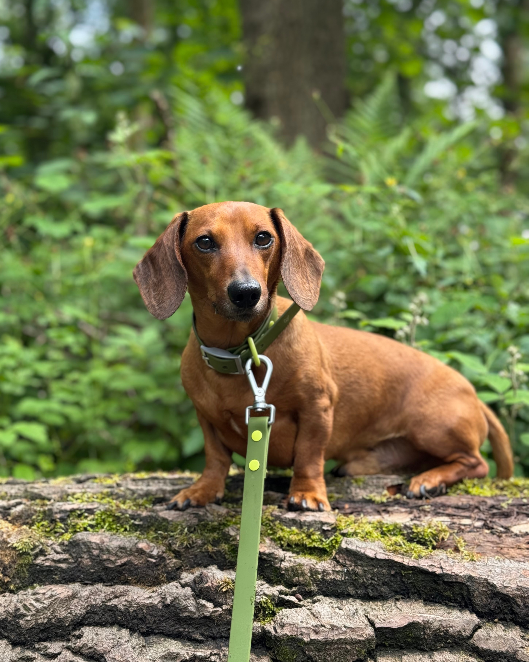 Wander! Multiway Waterproof Leash Martini