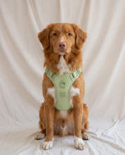 Wander! Bow Harness 2.0 - Matcha