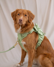 Wander! Bow Harness 2.0 - Matcha