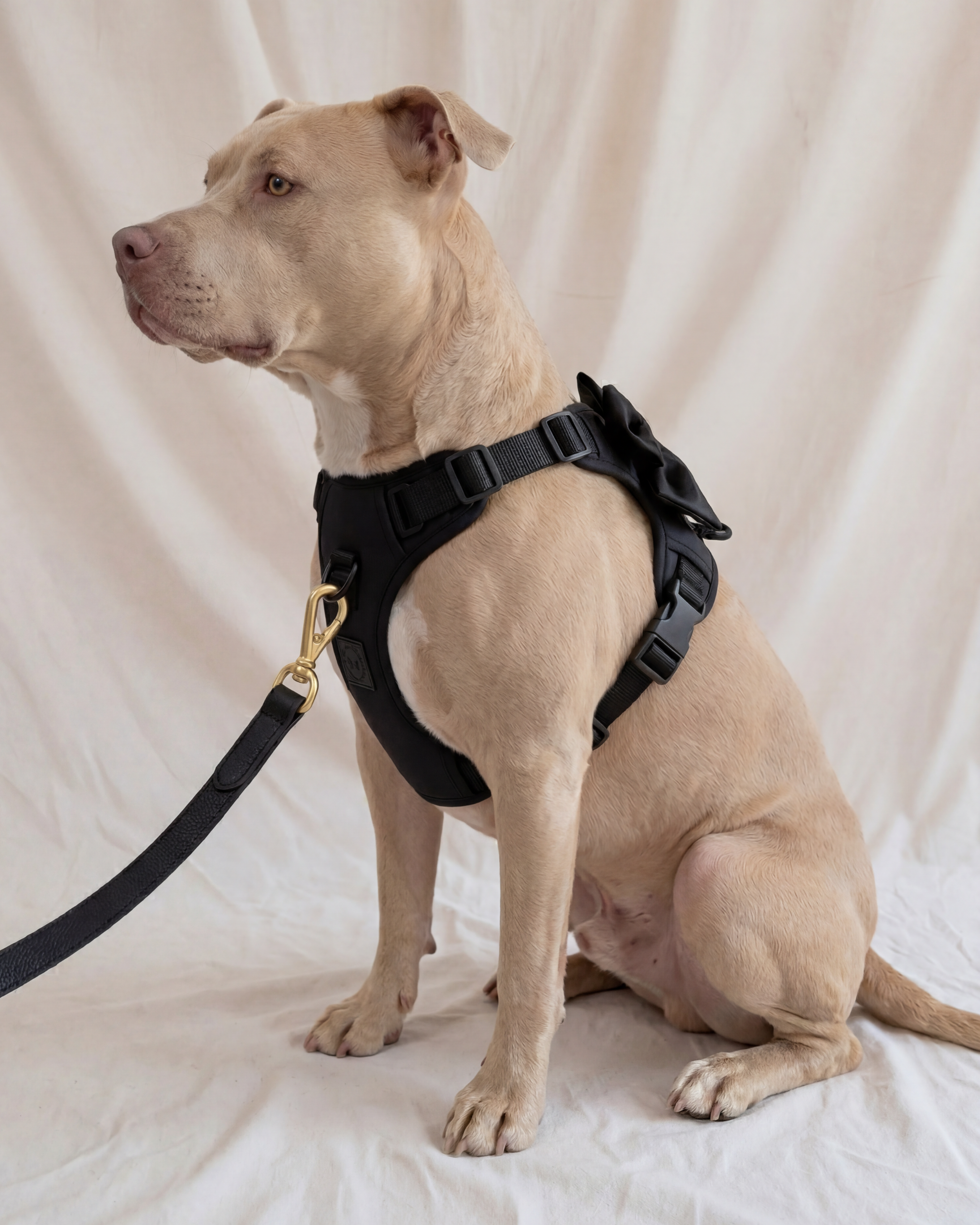 Wander! Bow Harness Kit Midnight - Gold