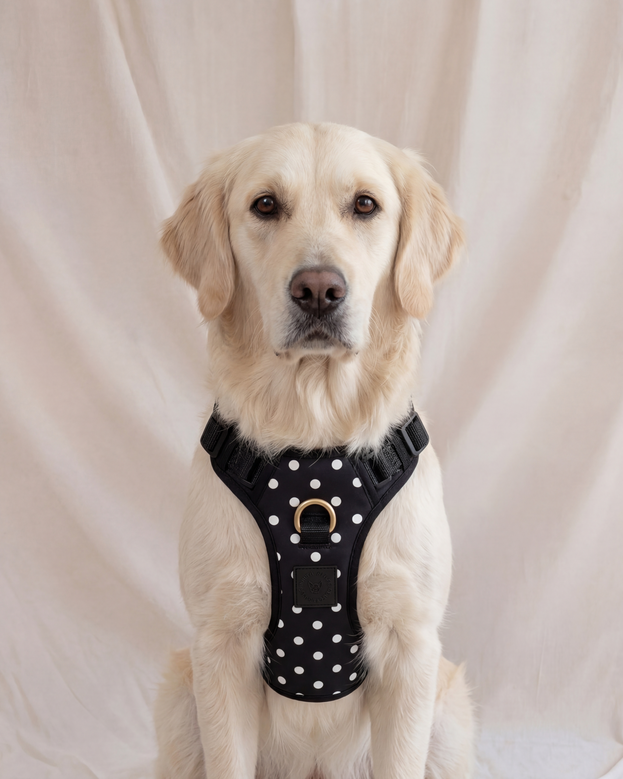 Wander! Bow Harness 2.0 - Midnight Polka Dot