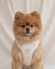 Wander! Bow Harness 2.0 - Pearl