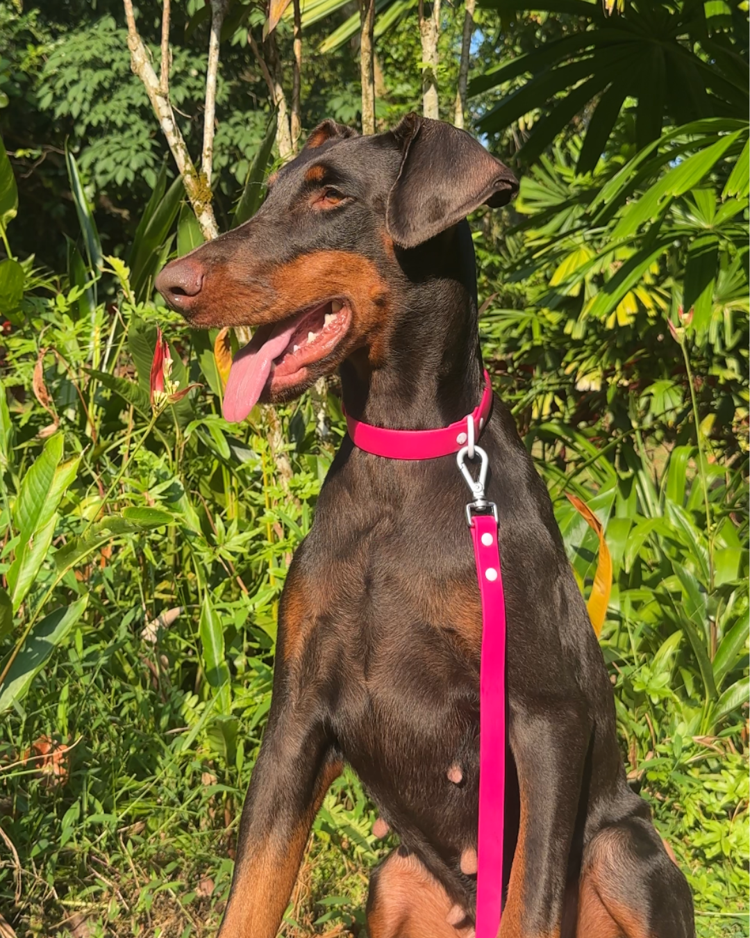 Wander! Collar & Leash Kit Petunia