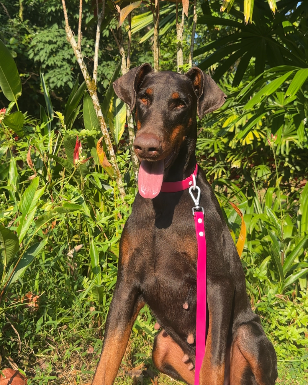 Wander! Collar & Leash Kit Petunia