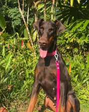 Wander! Collar & Leash Kit Petunia