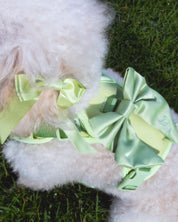 Wander! Bow Harness 2.0 - Matcha