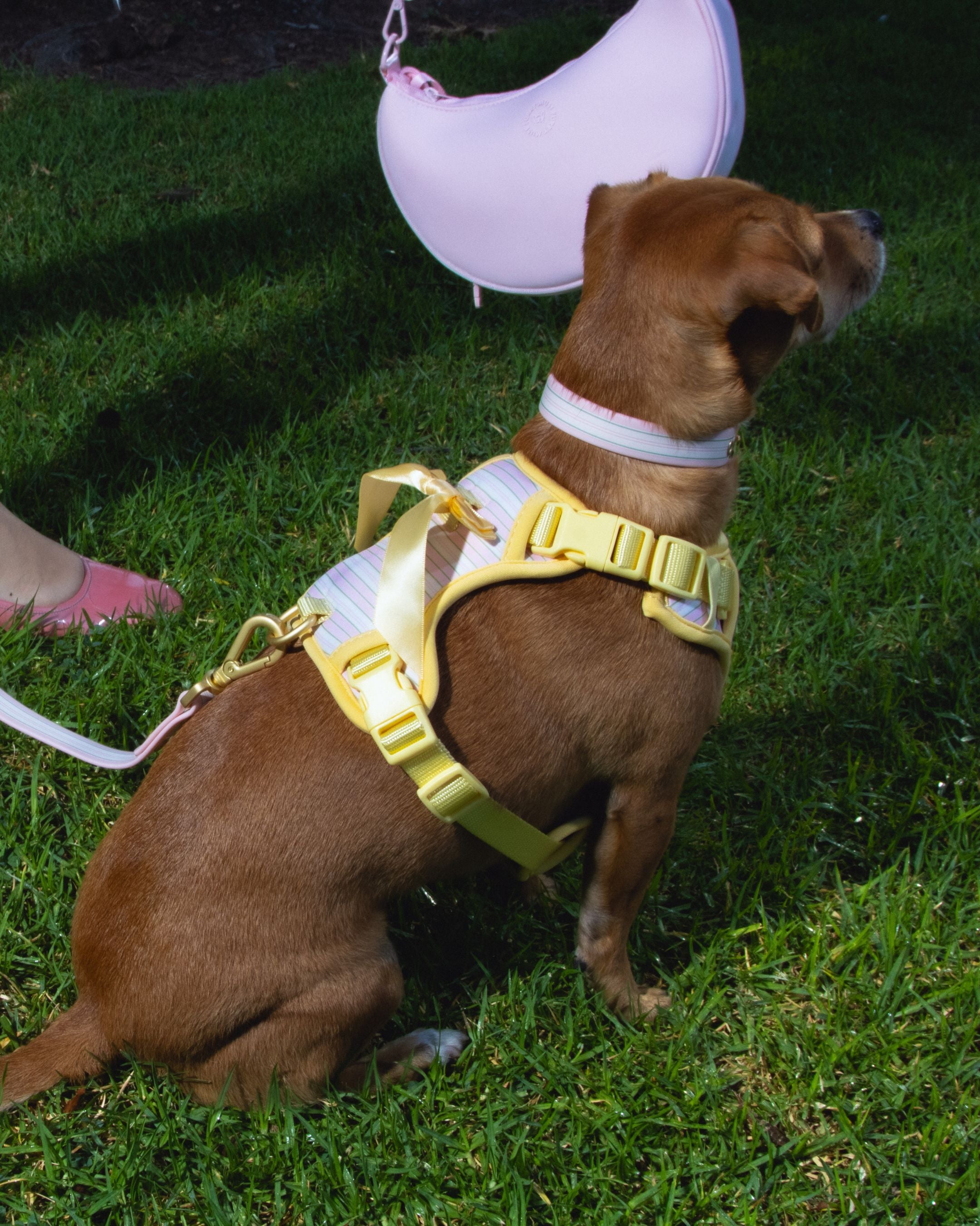 Wander! Bow Harness 2.0 - Lemonade Stripe