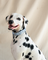 Wander! Waterproof Collar - Sky