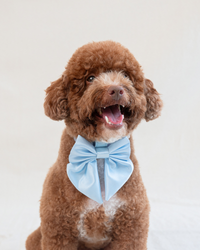 Satin Collar Bow - Sky