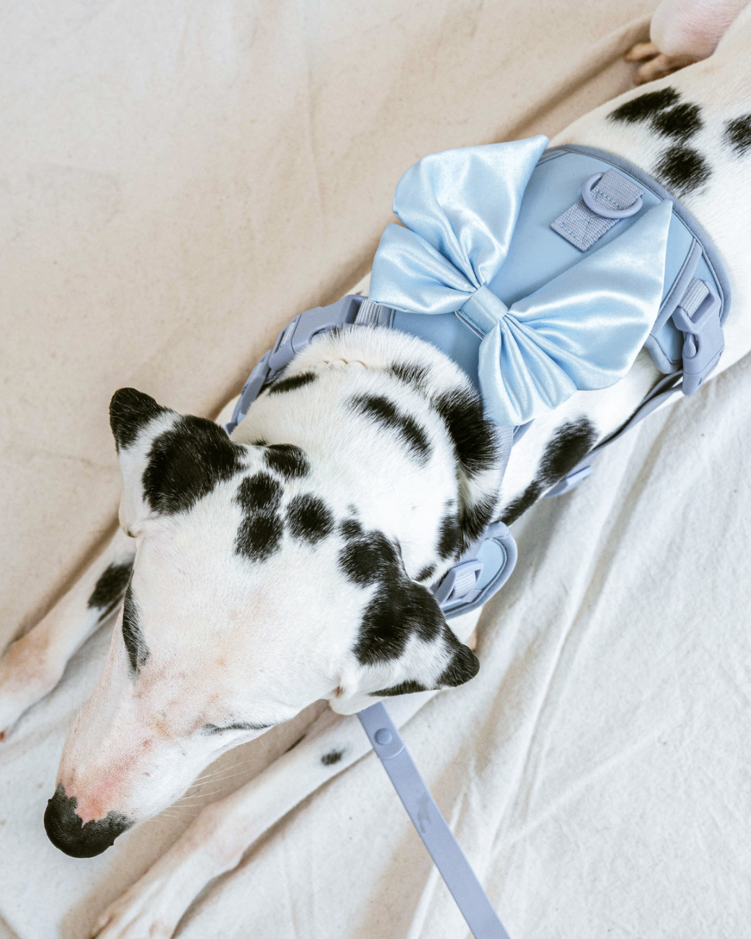 Wander! Bow Harness Kit Sky