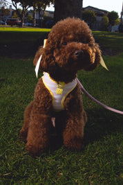 Step and Go Harness - Lemonade Stripe