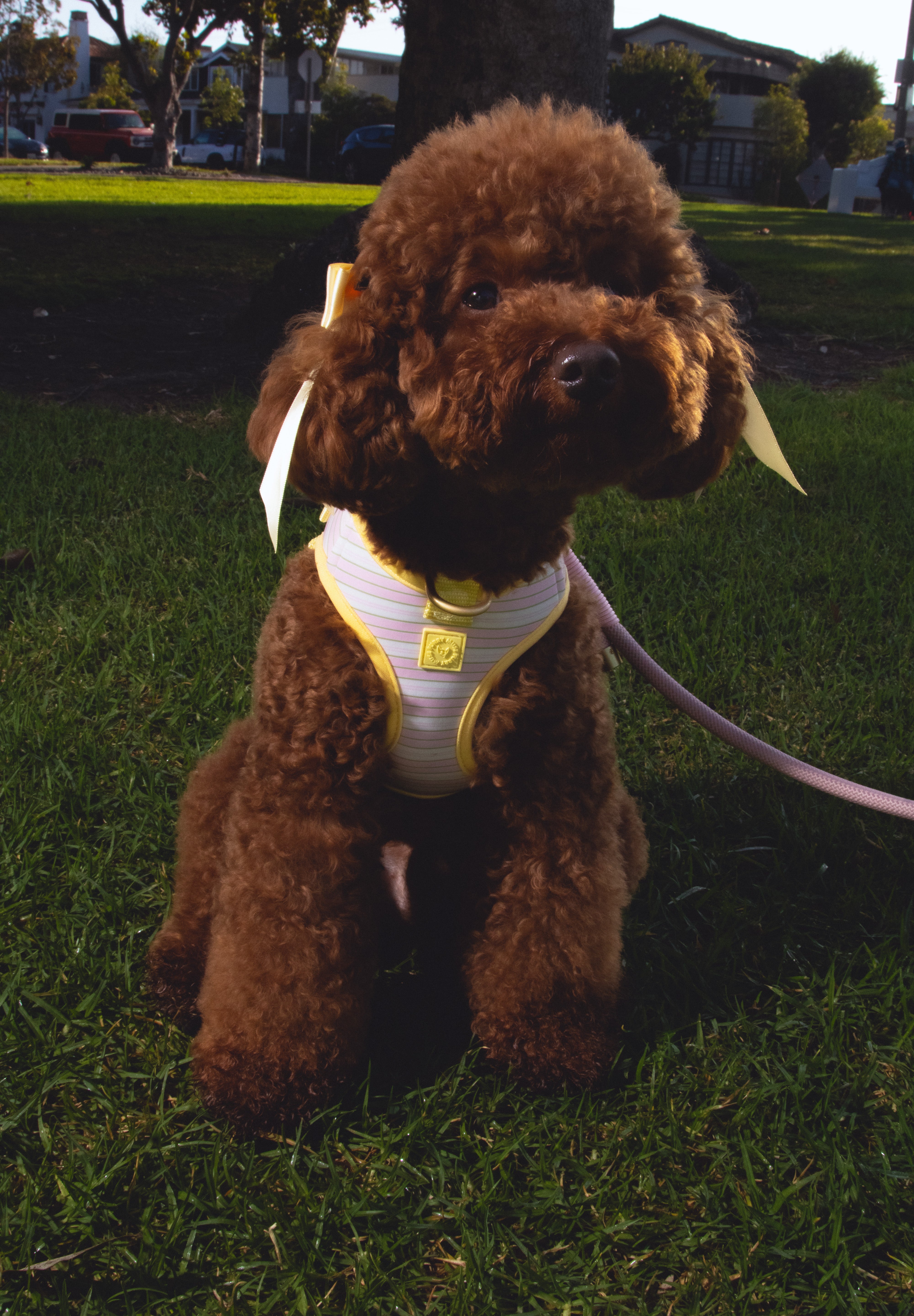 Step and Go Harness - Lemonade Stripe