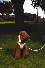 Step and Go Harness - Lemonade Stripe