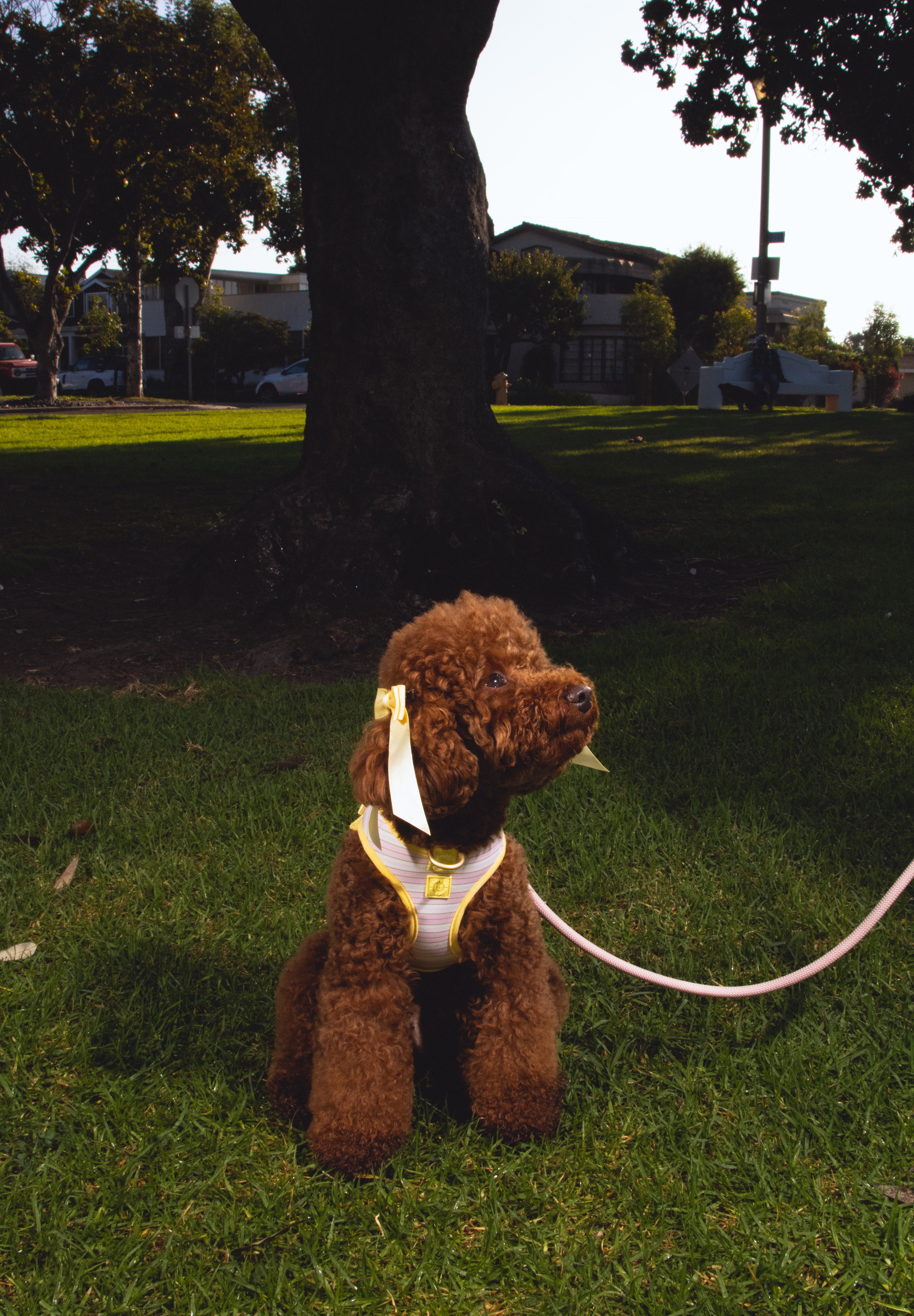 Step and Go Harness - Lemonade Stripe