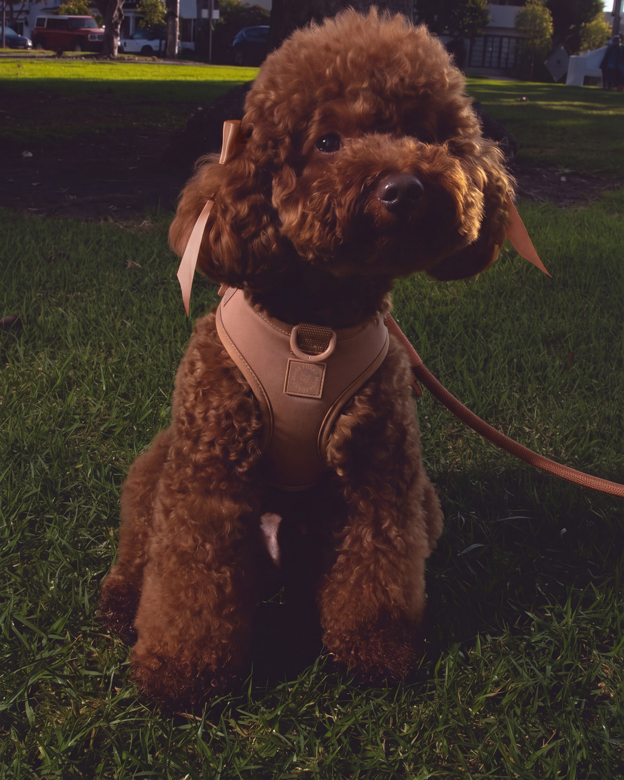 Step and Go Harness - Cocoa
