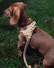 Step and Go Harness - Latte