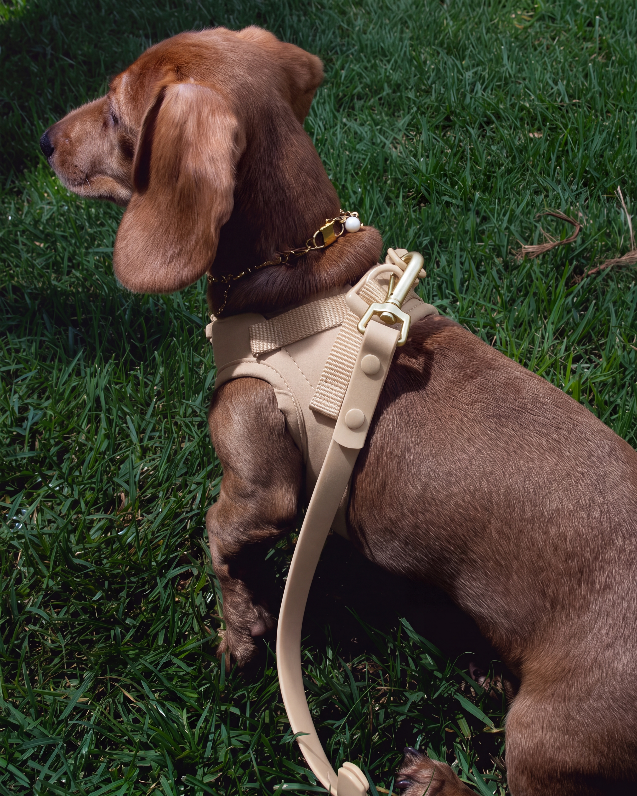 Step and Go Harness - Latte