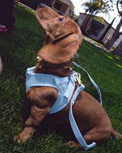 Step and Go Harness - Sky