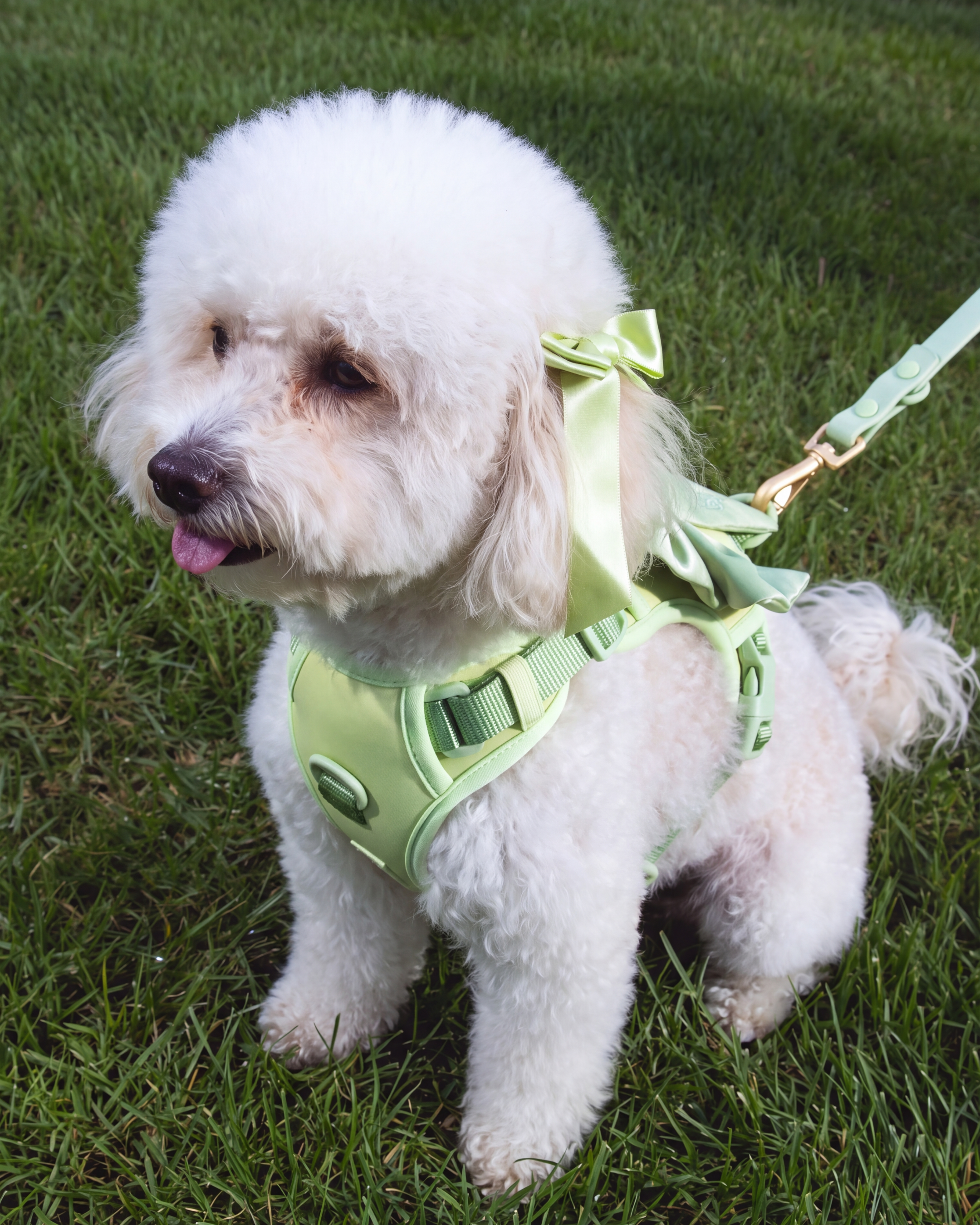 Wander! Bow Harness Kit - Matcha