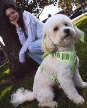Wander! Bow Harness 2.0 - Matcha