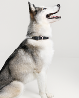 Wander! Waterproof Collar - Ballerina