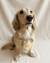 Buttercup Charm Pack - FURRY MUSE FW25-CH-OS-GO