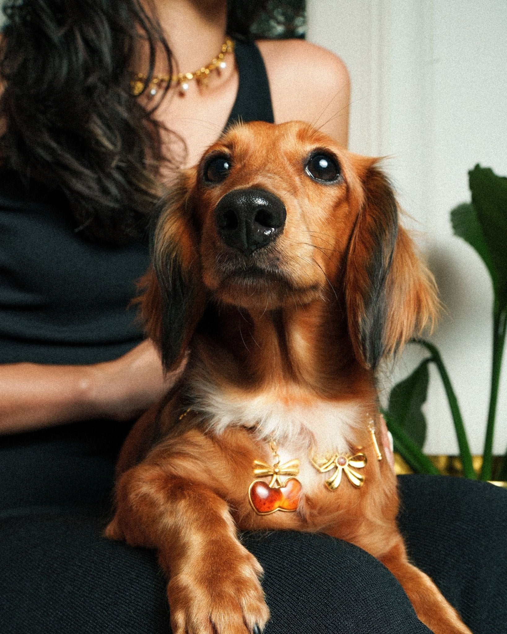 Cherry Charm Pack - FURRY MUSE FW25-CH-OS-RD