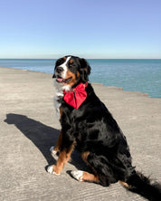 Satin Collar Bow - Cherry