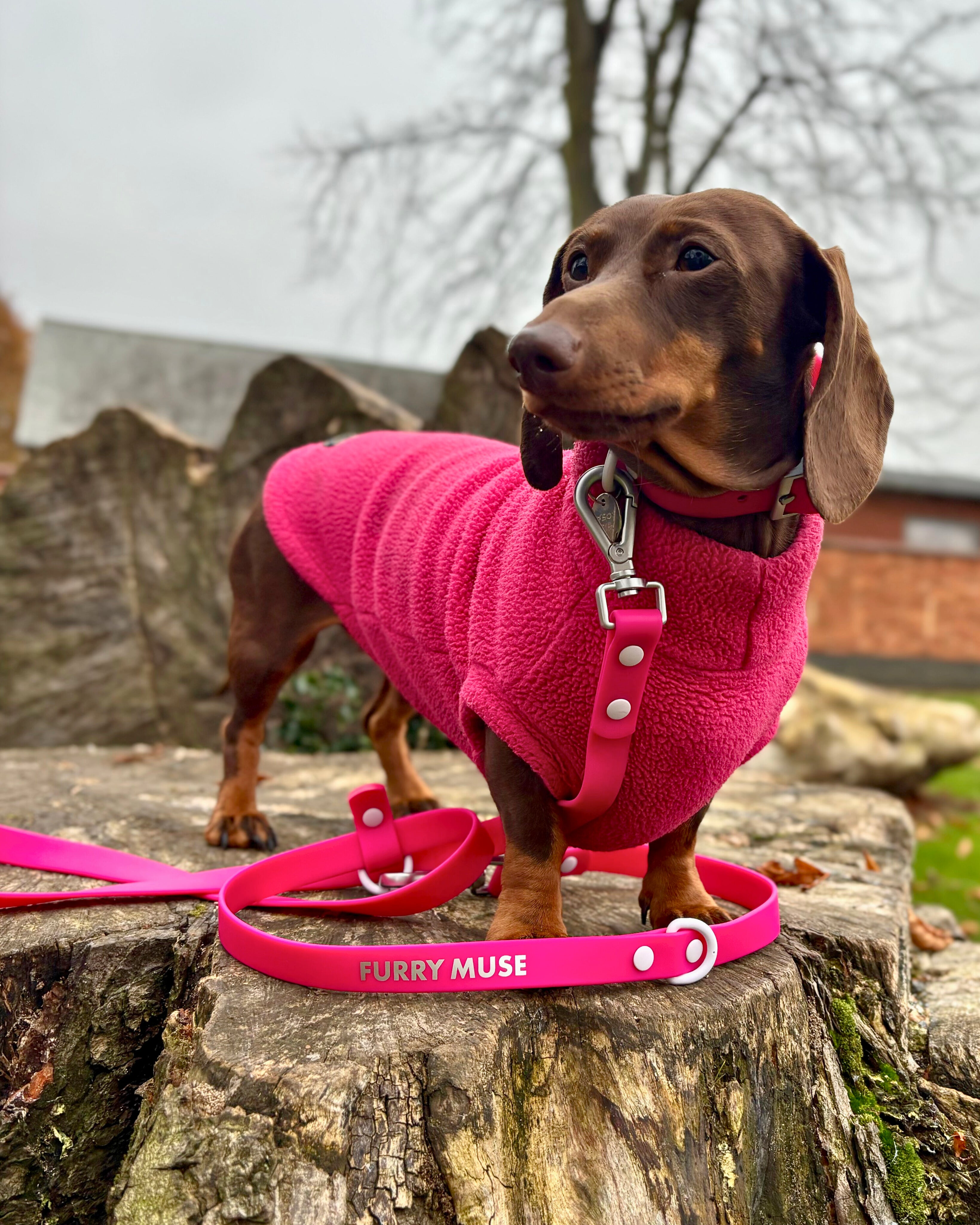 Wander! Collar & Leash Kit Petunia