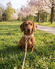 Flow Rope Leash and Collar Kit - Latte - FURRY MUSE FLOW-CKIT-S-LT